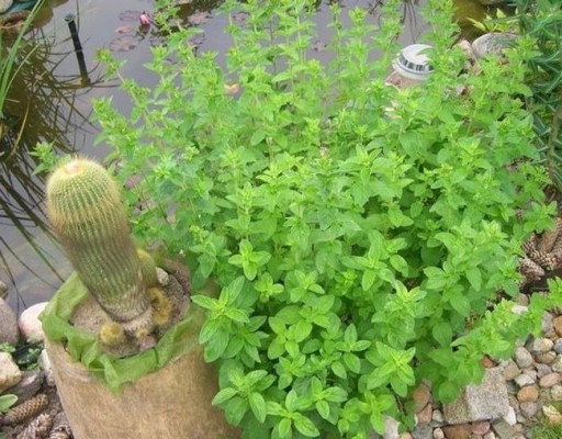 Zdjęcie oferty: Oregano, lebiodka   (Origanum vulgare)