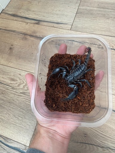 Zdjęcie oferty: Skorpion dorosły H.spinifer - duży!