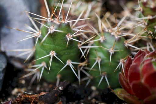 Zdjęcie oferty: Mrozoodporna Opuncja ogrodowa opuntia fragilis