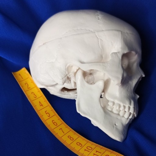 Zdjęcie oferty: czaszka anatomiczna model z drukarki 3d osteologia