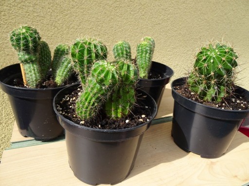 Zdjęcie oferty: Kaktus Kaktusy do kolekcji