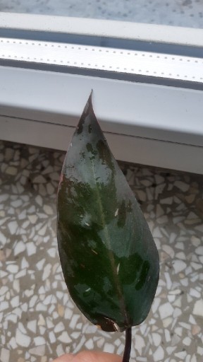 Zdjęcie oferty: Philodendron pink princess