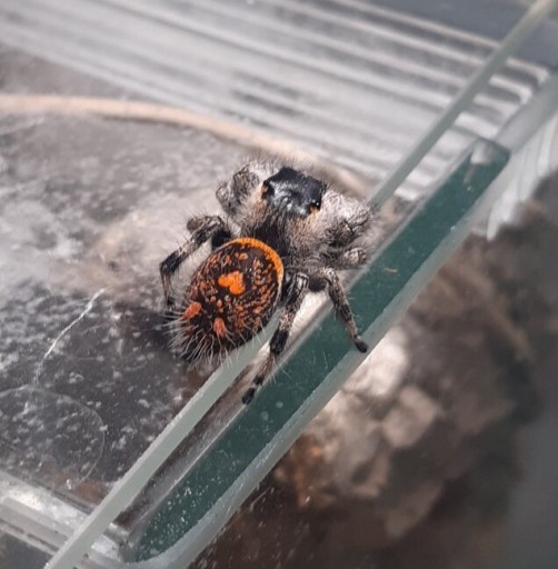 Zdjęcie oferty: Skakun królewski L4/L5 Phidippus regius Soroa x1