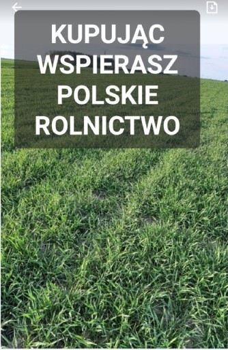 Zdjęcie oferty: Ostatnie kilogramy Żyto ozime na poplon ziarno poplon 20 kg POLSKIE ŻYTO