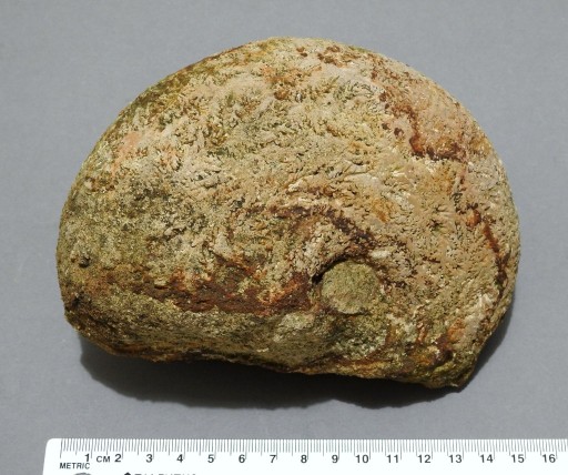 Zdjęcie oferty: Amonit Macrocephalites skamieniałość - Jura