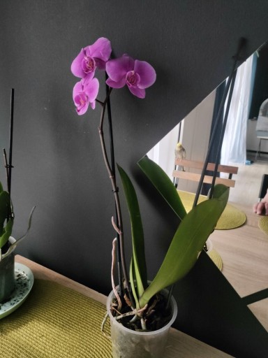 Zdjęcie oferty: Storczyk Phalaenopsis odmiana Pasadena 