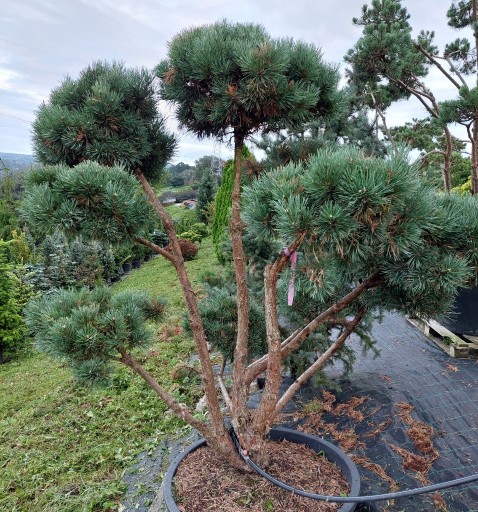 Zdjęcie oferty: SOSNA Pinus sylvestris Watereri  Bonsai 200-250 cm