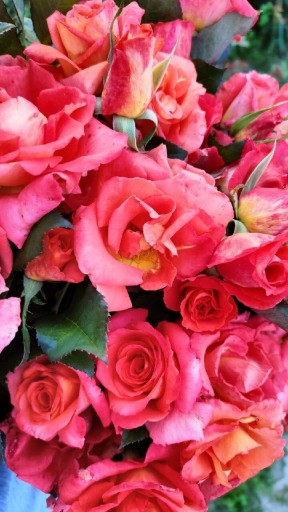 Zdjęcie oferty: Róża z gołym korzeniem różne kolory!!!
