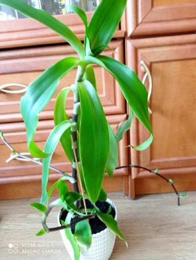 Zdjęcie oferty: Złoty wąs, Callisia fragrans, roślina lecznicza, 