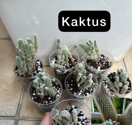 Zdjęcie oferty: Kaktus | sadzonki rosnące samodzielnie od sie.23