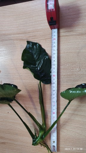 Zdjęcie oferty: Anubias Coffeefolia  DUŻY 2 sadzinki 