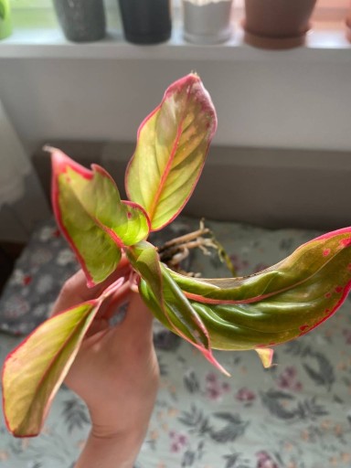 Zdjęcie oferty: Aglaonema Crete Flame l