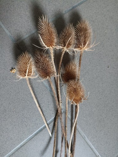 Zdjęcie oferty: szczeć susz naturalny kwiaty MINI  10szt