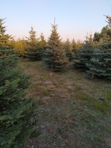 Zdjęcie oferty: jodły kaukaskie z plantacji 