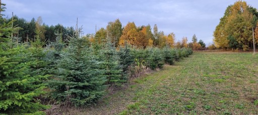 Zdjęcie oferty: Choinki bożonarodzeniowe , świerk srebrny