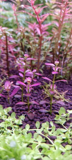 Zdjęcie oferty: Rotala ramosior 'Florida'