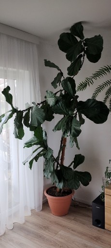 Zdjęcie oferty: Ficus lyrata Fikus lirolistny