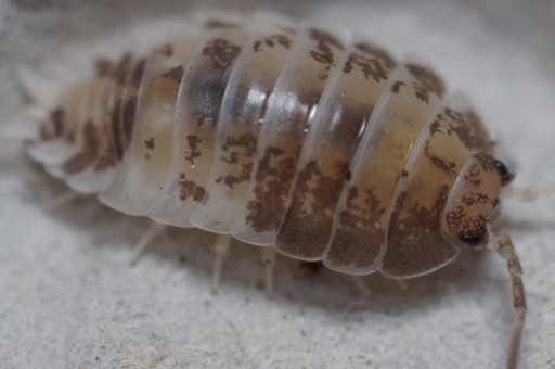 Zdjęcie oferty: porcellio laevis milkback