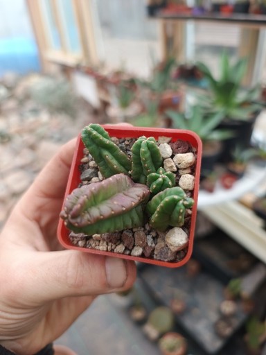 Zdjęcie oferty: ECHINOCEREUS MORRICALLI