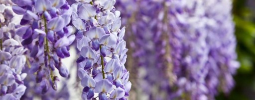 Zdjęcie oferty: Glicynia wisteria niebieska