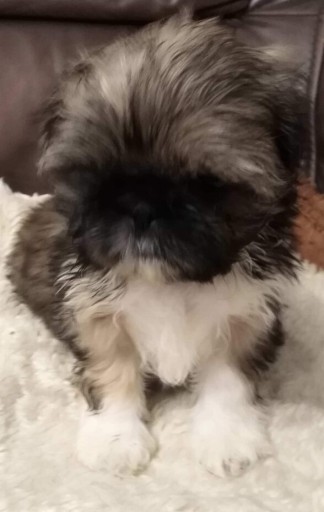 Zdjęcie oferty: Szczeniaki Shih Tzu