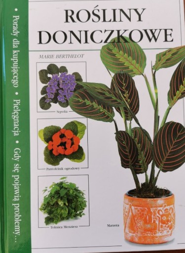 Zdjęcie oferty: Rośliny doniczkowe Marie Berthelot 