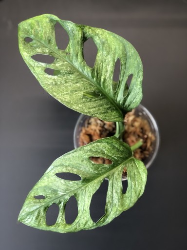 Zdjęcie oferty: Monstera Adansonii Mint roślina kolekcjonerska