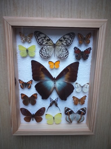Zdjęcie oferty: Gablotka motyle Morpho Urania Papilio na ścianę
