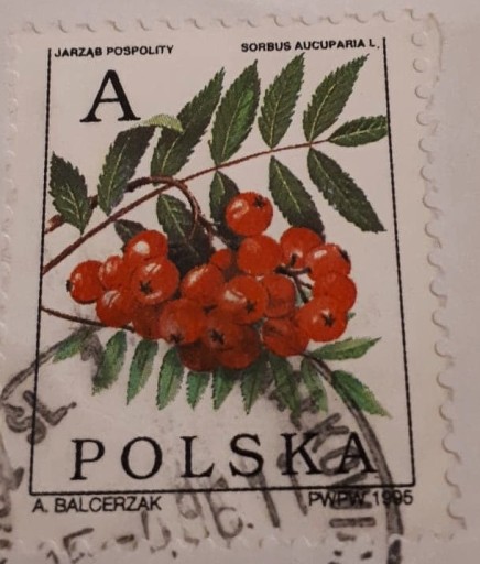Zdjęcie oferty: Znaczek pocztowy stemplowany Polska, Jarząb 1995
