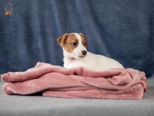 Zdjęcie oferty: Jack Russell Terrier ZKwP FCI suczka k.włos