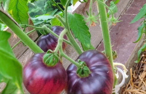 Zdjęcie oferty: Kolekcjonerskie nasiona pomidor Amethyst Jewel 