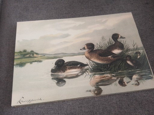 Zdjęcie oferty: Kaczki - Zwierzęta  reprint XIX w. grafik do aranżacji wnętrza
