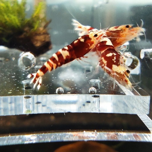 Zdjęcie oferty: Krewetki caridina Pinto Tiger red 10 szt. Low