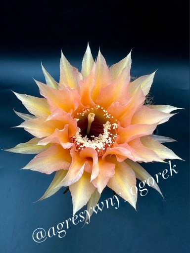 Zdjęcie oferty: kaktus Echinopsis hybryd   312FF