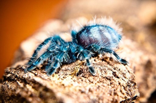 Zdjęcie oferty: Avicularia/ Caribena versicolor - l3/4