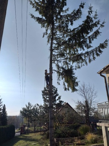 Zdjęcie oferty: Wycinka drzew metodą alpinistyczną i tradycyjną. 