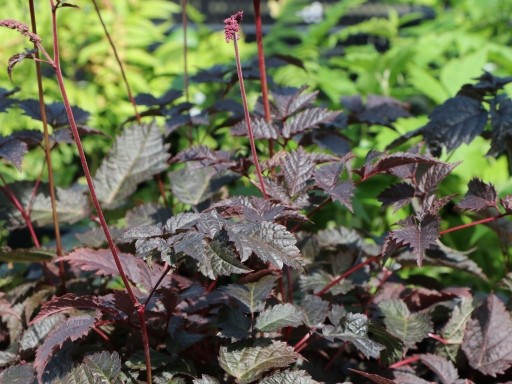 Zdjęcie oferty: Tawułka Astilbe 'Chocolate Shogun'