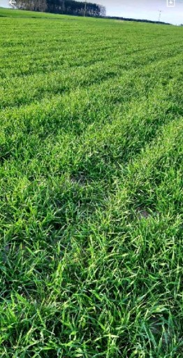 Zdjęcie oferty: Żyto ozime ziarno zielony nawóz  poplon 20kg