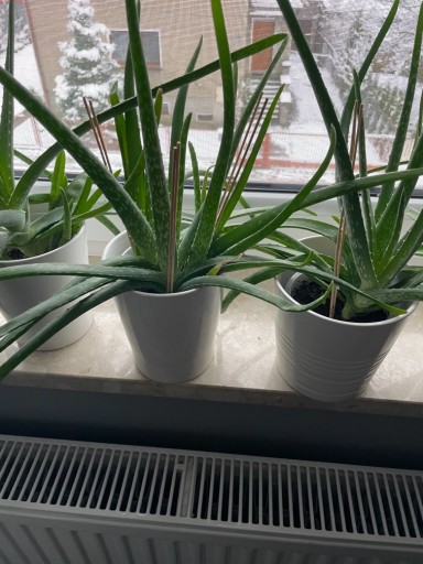 Zdjęcie oferty: Aloes roślina doniczkowa 