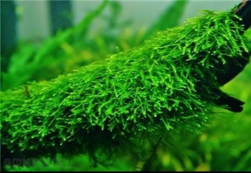 Zdjęcie oferty: Mech Creeping Moss mech wersja emersyjna terrarium