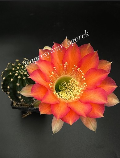 Zdjęcie oferty: kaktus Echinopsis hybryd  Red Paramount