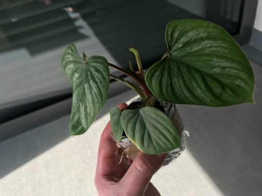 Zdjęcie oferty: Philodendron Mamei Silver Cloud średnica 7 cm