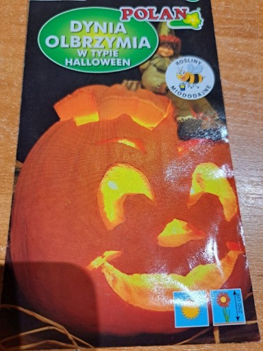 Zdjęcie oferty: Dynia olbrzymia w typie Halloween