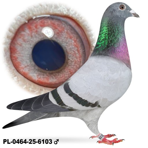 Zdjęcie oferty: Samiec Prange Inbred Ringlose x Linia BAK 17 Marcel Aelbrecht