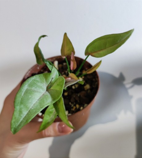 Zdjęcie oferty: Syngonium Zroślicha T 1510