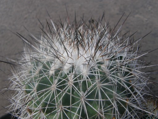 Zdjęcie oferty: 08 kaktusy - Gymnocactus horripilus