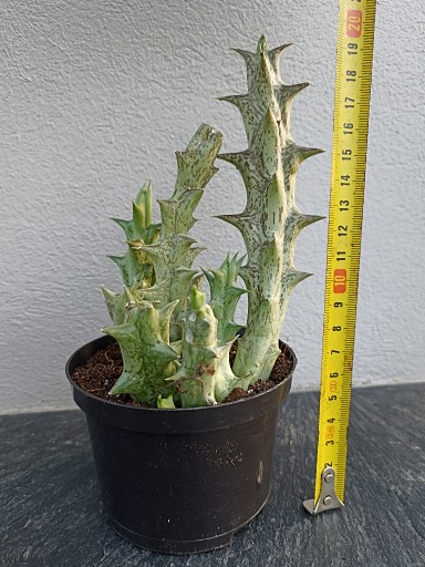 Zdjęcie oferty: stapelia sukulent kaktus