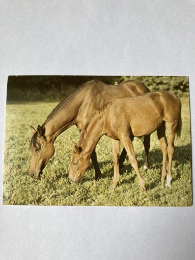 Zdjęcie oferty: Koń konie, Państwowa Stadnina Koni Moszna 