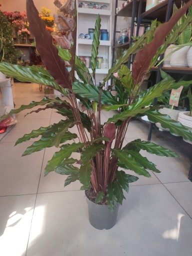 Zdjęcie oferty: Calathea Rufibarba kalathea 