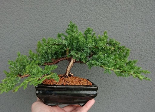 Zdjęcie oferty: Drzewko Bonsai Jałowiec Chiński z linią życia. 